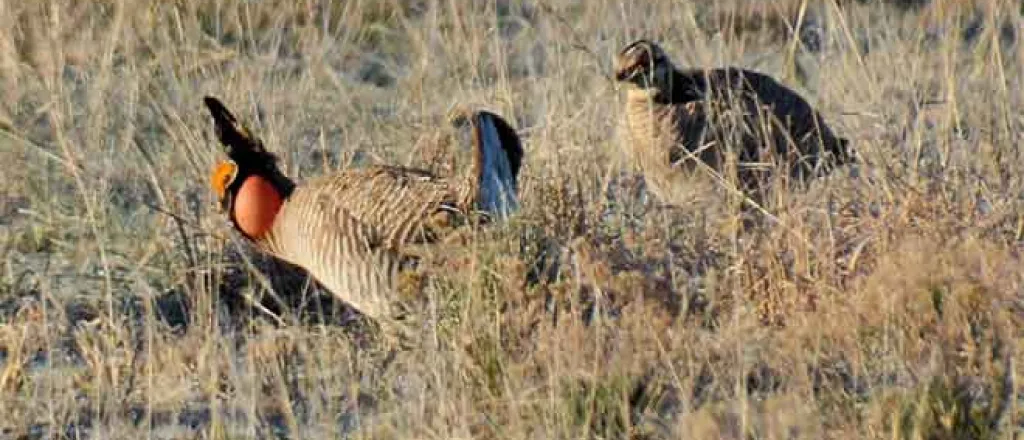 PICT 64J1 Male Female Lesser Prairie Chickens - CPW