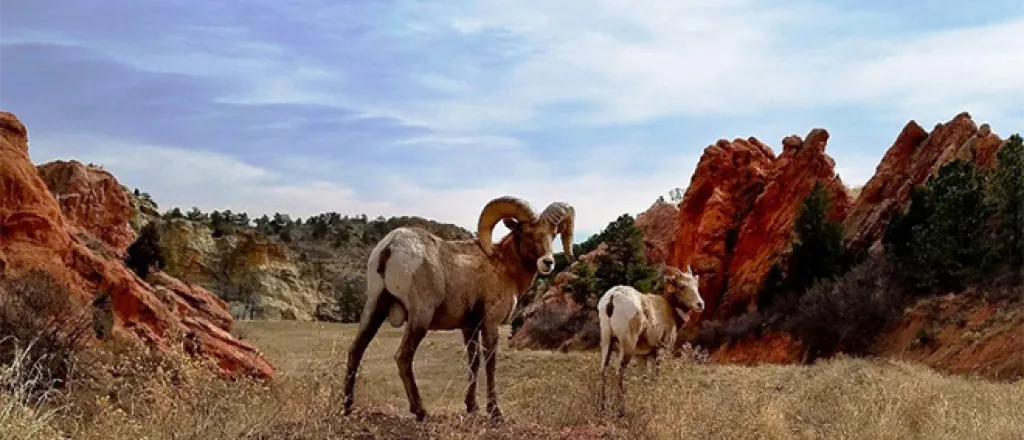 PICT Bighorn Sheep - CPW