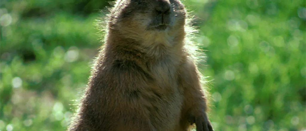 PROMO 660 x 440 Animal - Priarie Dog - USFWS