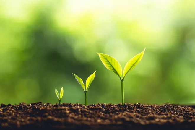 Three seedling plants, each at different heights showing stages of growth.