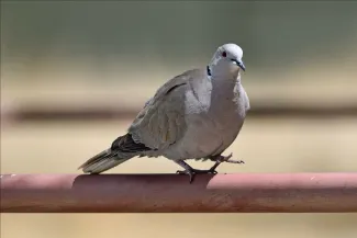 Eurasian collared dove - Colorado Parks and Wildlife - Wayne D. Lewis