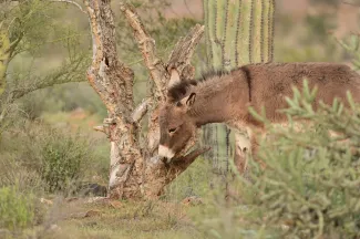 Feral burro grazing on native vegetation