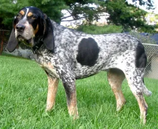 PICT Dog Bluetick Coonhound