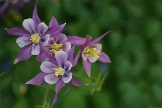 PROMO Plant - Flower Columnbine Colorado - Pixabay - Janet Meyer